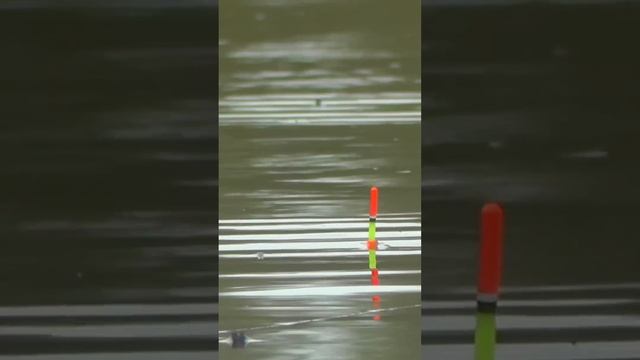 ЗАБРАЛСЯ В ДЕБРИ рыбалка рыбалканапоплавок кар?