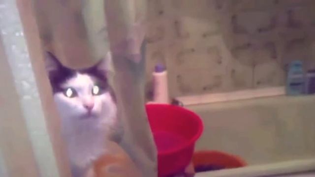 ПРИКОЛЫ ПРО КОТОВ 2016!!!Смешные коты смотреть онлайн