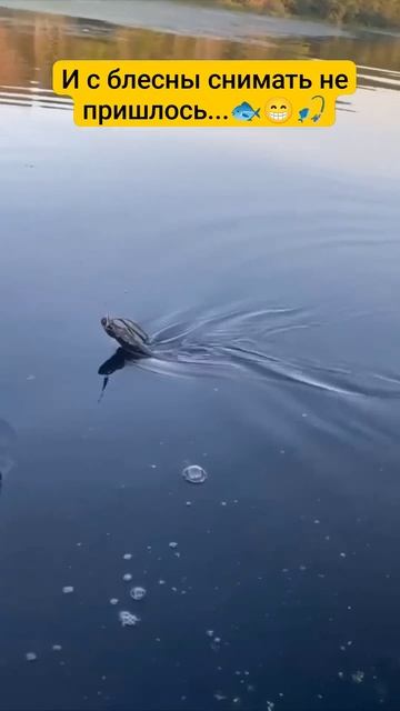 Ох как хочется уже на рыбалку! 🐟🎣 #рыбалка #щука #сход смотреть онлайн