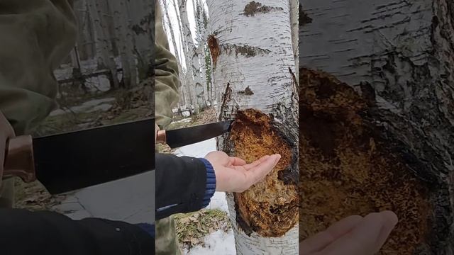 Чага берёзовая и живица пихтовая смотреть онлайн