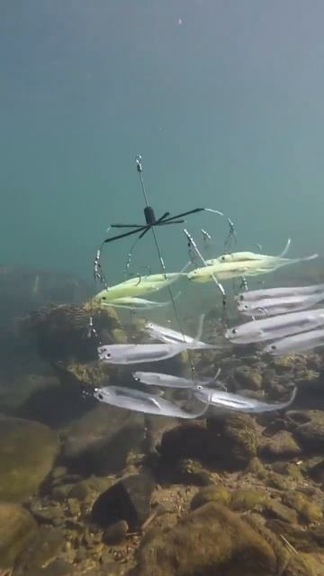 Лучшая приманка на щуку и судака 👍🔥 смотреть онлайн