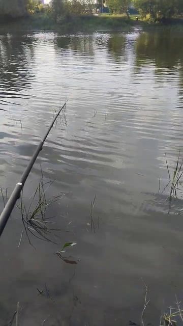 #рыбаки#удочки#улов#рыбки#рыбалов#вода#речка#рыбныйде? смотреть онлайн