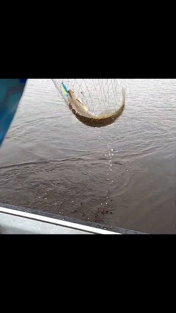 Подсак почти поломался от такой огромной рыбы #fishing #pike смотреть онлайн