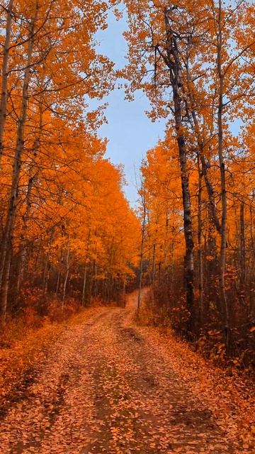 #4k #nature #canada #forest #forestwalk #fall #autumn #лес #природа #роща #берез смотреть онлайн