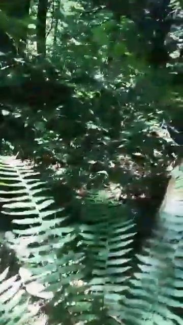 Наша природа Приморского края смотреть онлайн