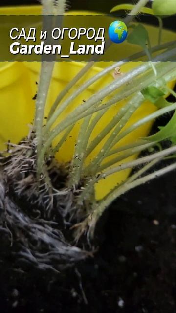 Пикировка рассады помидор #shorts #рассада #помидоры #том? смотреть онлайн