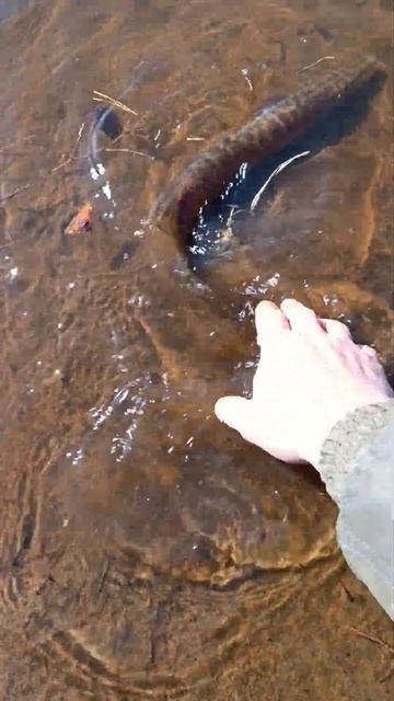 Рыбалка на щуку. Поймал отпусти.Платная рыбалка. #рыба? смотреть онлайн