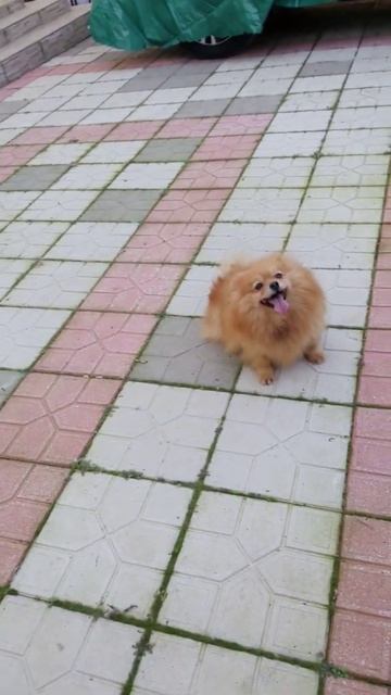 Девочка красавица - померанский шпиц смотреть онлайн