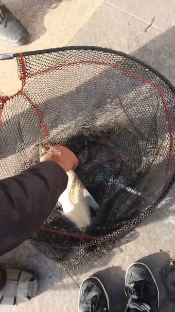 город Калининград река Преголя рыбаки поймали рыбу!! смотреть онлайн