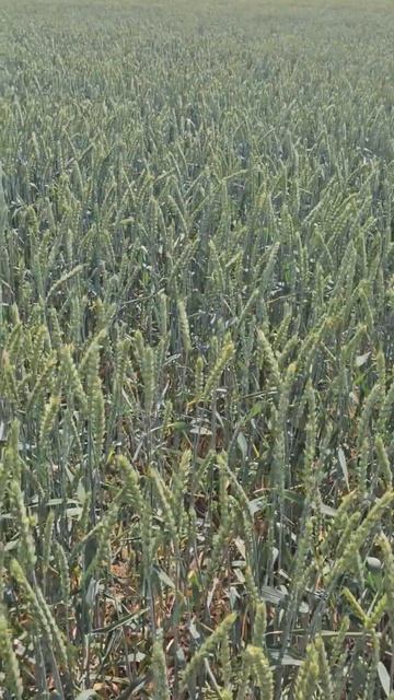 озимая пшеница сорт Антонина день поля смотреть онлайн