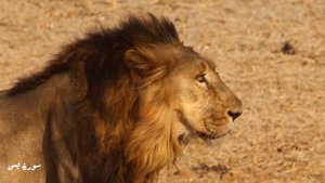 Дикая природа в формате 4к Видео Животные
С расслабляющим чтения Корана 
Сура Ясин