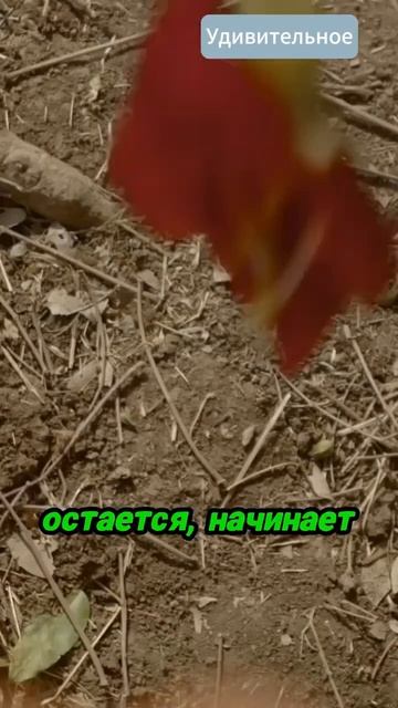 Что есть в сильную засуху когда ты бегемот. #животные #? смотреть онлайн