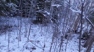 ОХОТА НА ЗАЙЦА С МЕЛКАШКОЙ ПО ПЕРВОМУ СНЕГУ / ПОВЕЗЛО Н