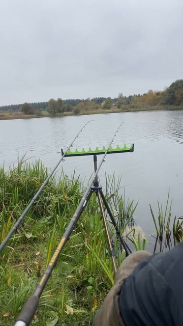 Начало рыбалки на карася #фидер #fishing #рыбалка #карась смотреть онлайн