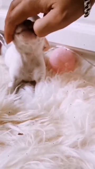 Мини мальчик чихуахуа. 2 месяца. Предлагается для резе? смотреть онлайн