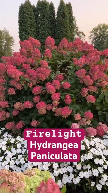 Потрясающий сорт гортензии #hortensia #hydrangeaflower #hydrangea #garden # смотреть онлайн