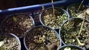 Зимовка крупнолистной гортензии!!!