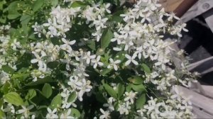 Клематисы мелкоцветковые белые