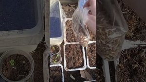 сажаю бархатцы в теплице