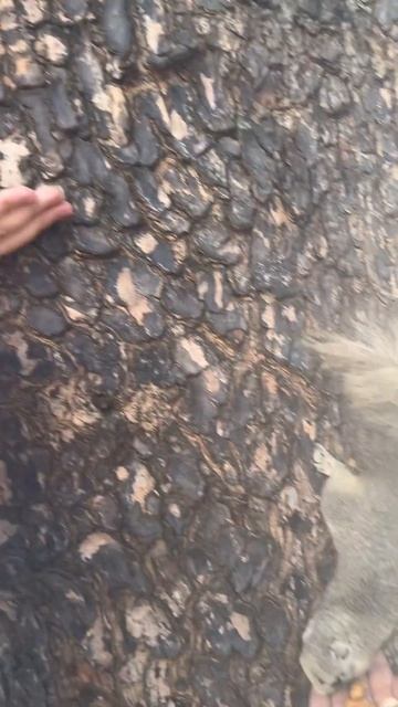 Ручные белки в Тайланде десятками бегают по пляжам)) Е? смотреть онлайн