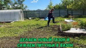 Делаем новый газон и сажаем питуньи в вазон