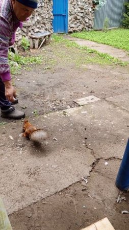 рыжуля