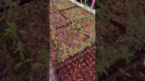 Фитолампы в теплице и для рассады