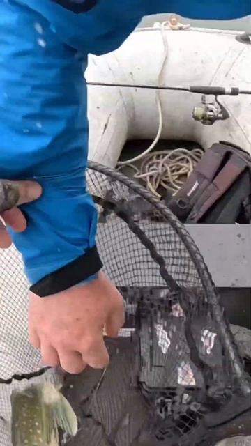 Думали що корч а це Щука #angrybaits #fishing #рибалкаукраїна #р? смотреть онлайн