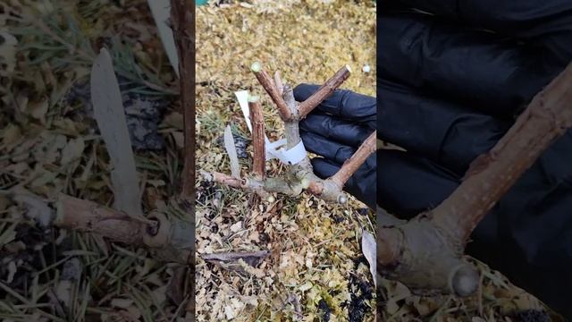 Весенняя обрезка метельчатых гортензий  черенковани?