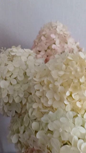 Букет от дочери. Гортензия с клумбы смотреть онлайн