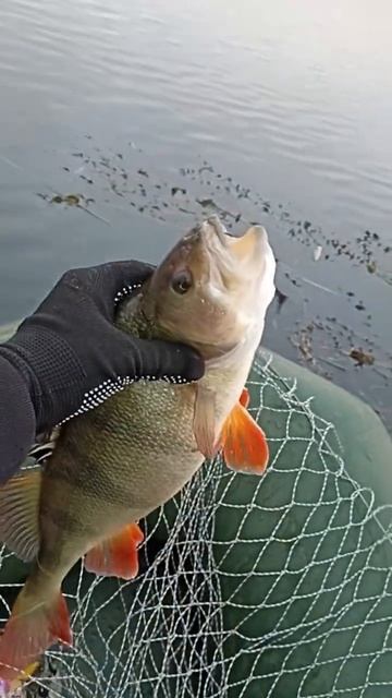 Дело было ещё до льда!!крупный окунь на силикон! #argument #f смотреть онлайн