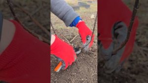 Как правильно обрезать метельчатую гортензию?