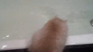Кошка упала в ванную