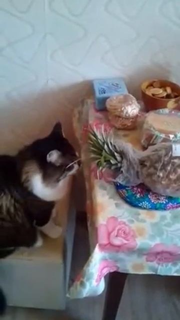 Мой кот ест ананас смотреть онлайн