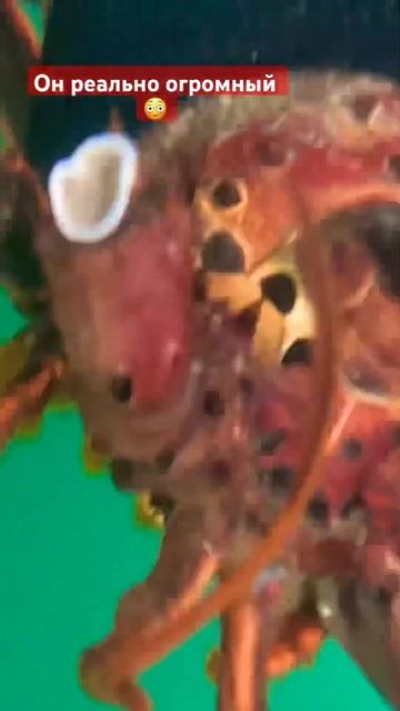 Огромный лобстер в тихом океане #spearfishing #fishing #spearfish #по? смотреть онлайн