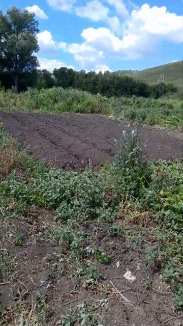 Копаю чеснок #сад #огород #обзор #лето #дача смотреть онлайн