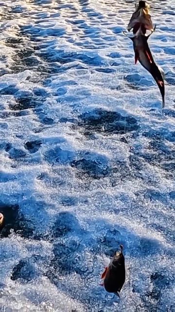 Зато как клюёт! #зимняярыбалка смотреть онлайн