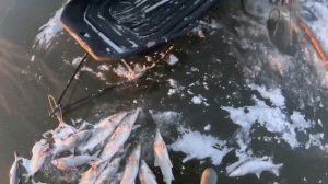 Зимний, рыбный промысел на реке Индигирка❄️🌨️