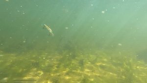 Топ 3 ЛУЧШИХ Воблеров TSURINOYA.  Щука Выбирает эти воблеры