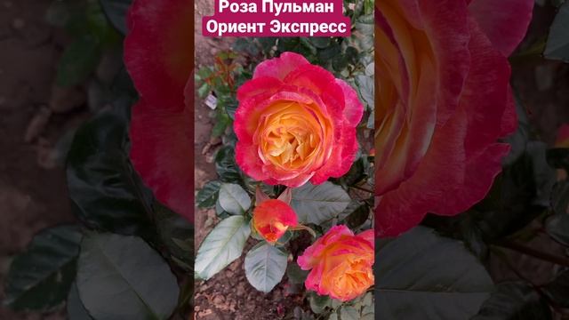 Роза Пульман Ориент Экспресс