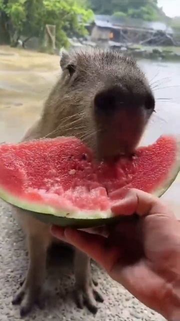 АРБУЗ КАПИБАРА ЕСТ😀 смотреть онлайн