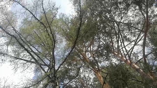 деревня, сибирскии лес,