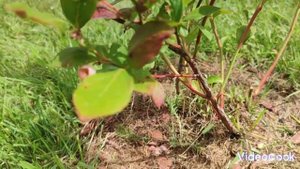 Голубика. Обрезка и удобрение в августе. Подготовка к ?