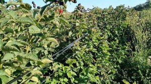 Ежевика Блэк Джем - самый лучший сорт из ремонтаниных ?