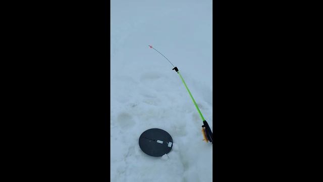 РЫБАЛКА На арктического гольца на Кольском полуостро? смотреть онлайн