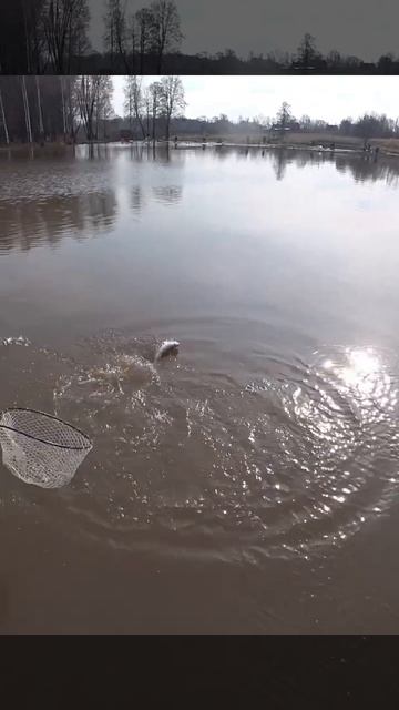 Загнула спиннинг и вырывает и рук Рыбалка на ультрала? смотреть онлайн