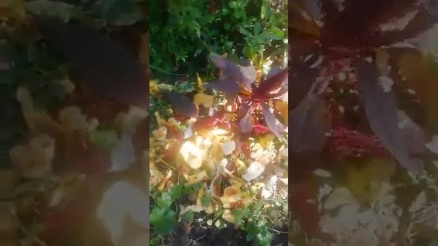 Как повысить плодородие почвы сейчас. Легко! Читайте м
