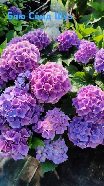 Блю Свид Шуз.Music Collection смотреть онлайн