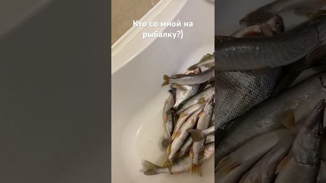 Очередной улов на вибы. Причем лещ тоже взял виб за крю смотреть онлайн