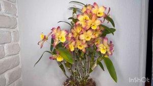 Dendrobium Oriental Smile. Секреты цветения дендробиумов nobile-типа